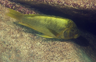 Petrochromis ephippium 'Mtosi'